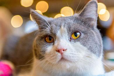 活下来就是胜利 《United 1944》加入幸存者模式